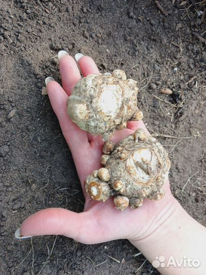 Луковицы каллы желтой