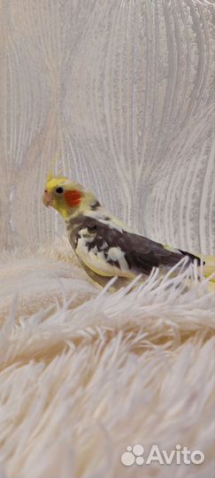 Птенцы попугая кореллы