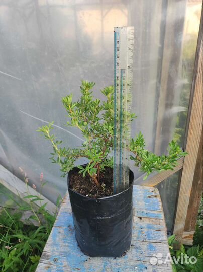 Лапчатка кустарниковая/курильский чай