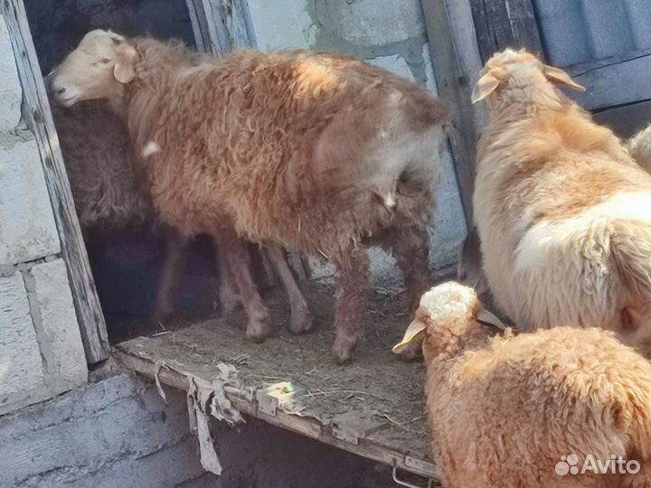 Эдельбаевские бараны