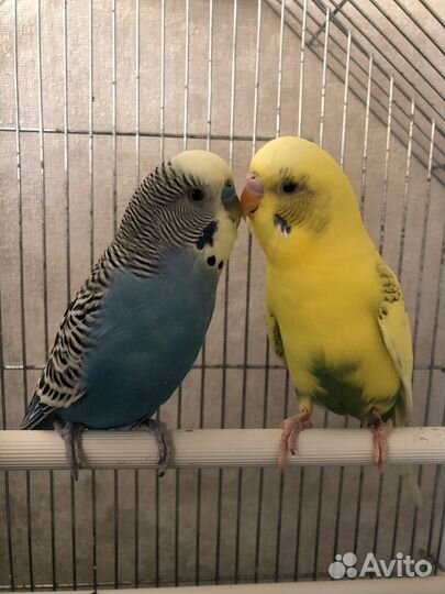 Волнистый попугай с клеткой