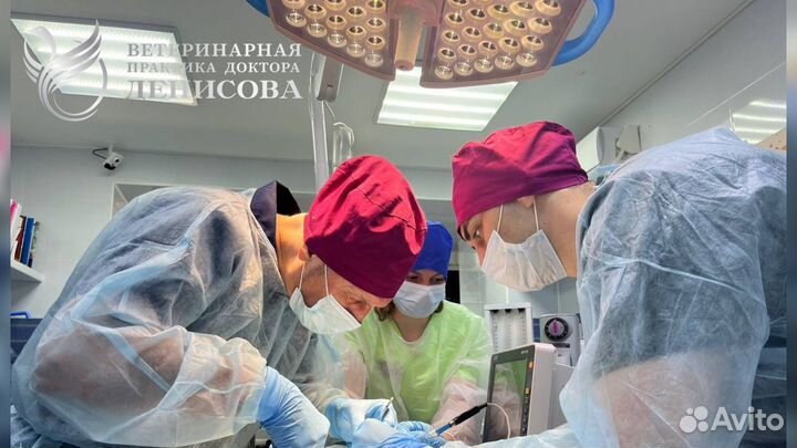 Ветеринарный врач Лечение животных