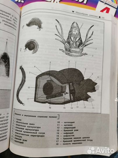 Биология огэ И егэ