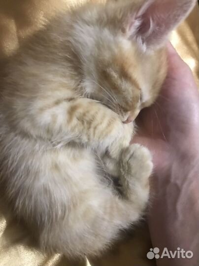 Рыжий котик, два месяца