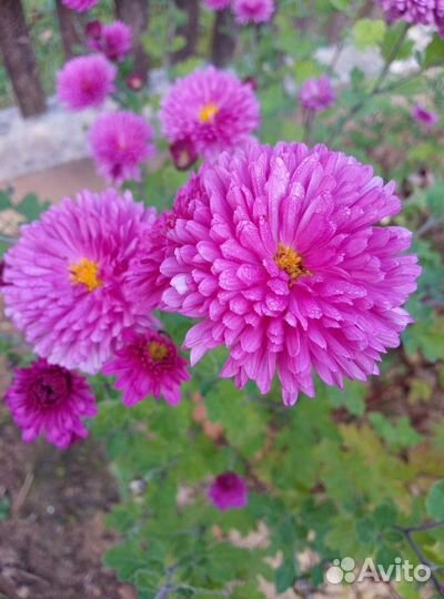 Хризантемы