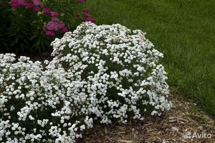 Саженцы Тысячелистник птармика
