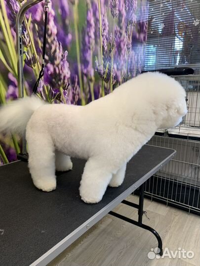 Стрижка бишонов