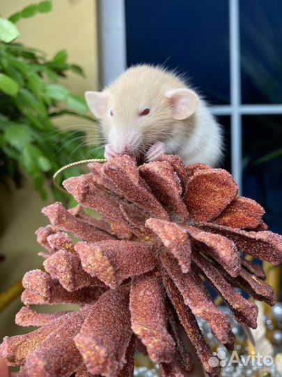 Дамбо крысы, крысята, крыса. Питомник