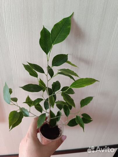 Искусственный фикус