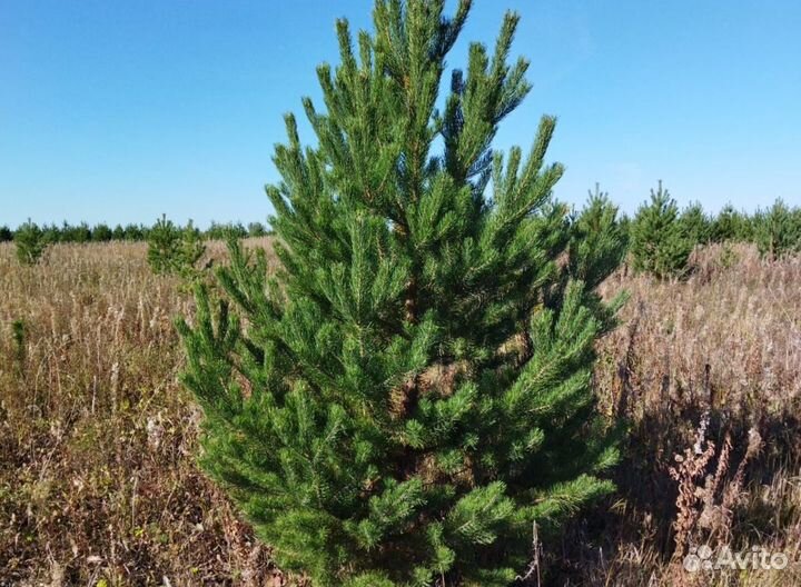 Новогодние елки и сосны оптом