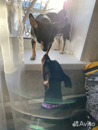 Мини той-терьер