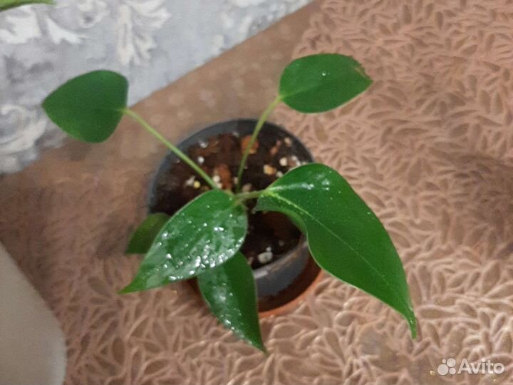 Антуриум Лили