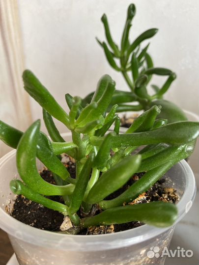 Крассула хоббит