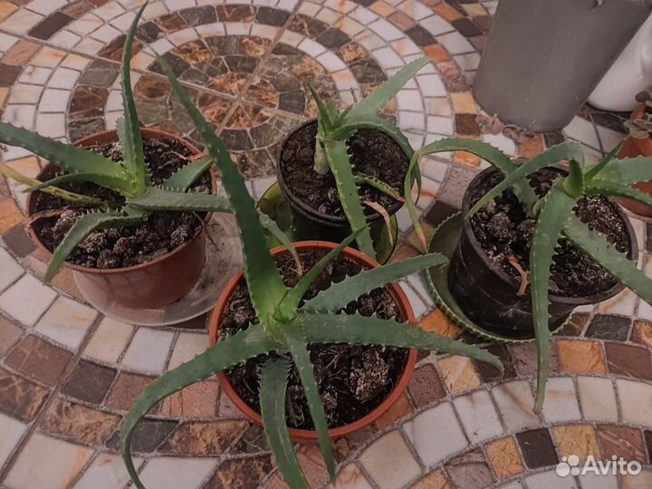 Комнатные цветы алоэ