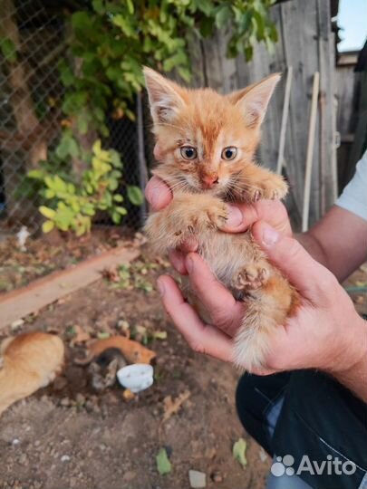 Котята в добрые руки