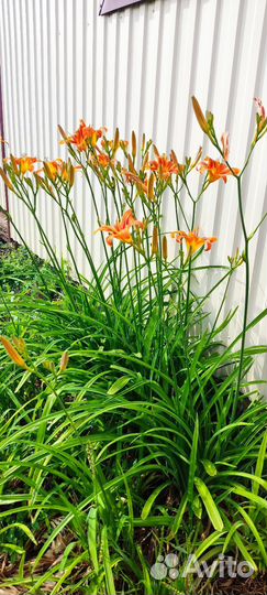 Растения садовые