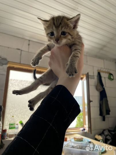 Котята