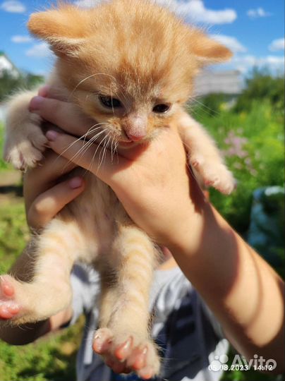 Котята в хорошие руки