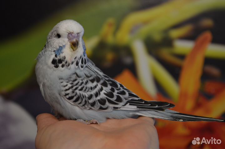 Птенцы ввп, чехи