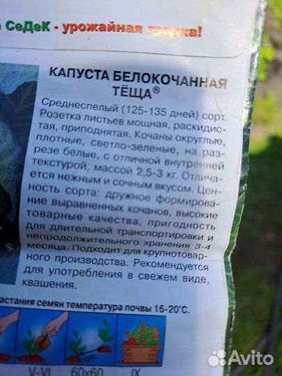 Рассада капусты