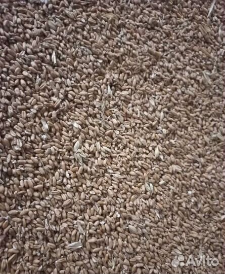 Рожь озимая, Горох корма