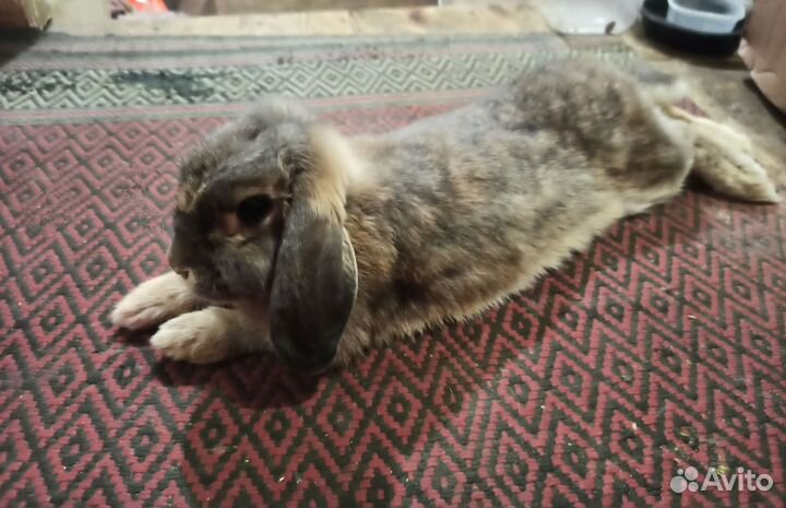 Декоративный кролик