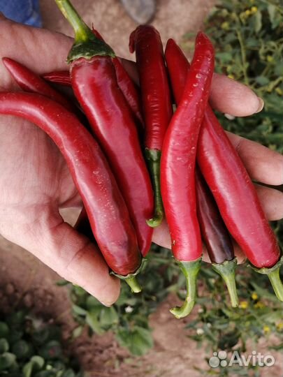 Перец острый