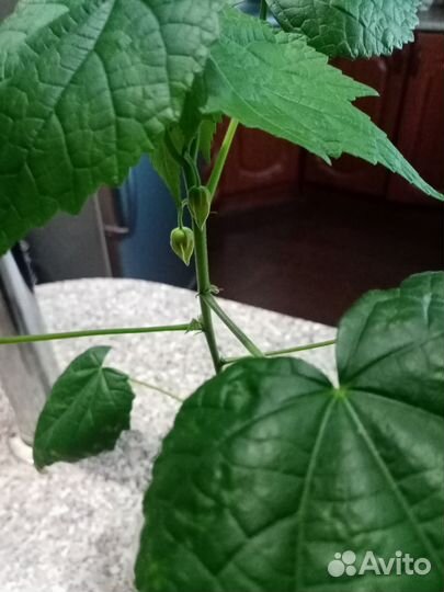 Клен комнатный абутилон