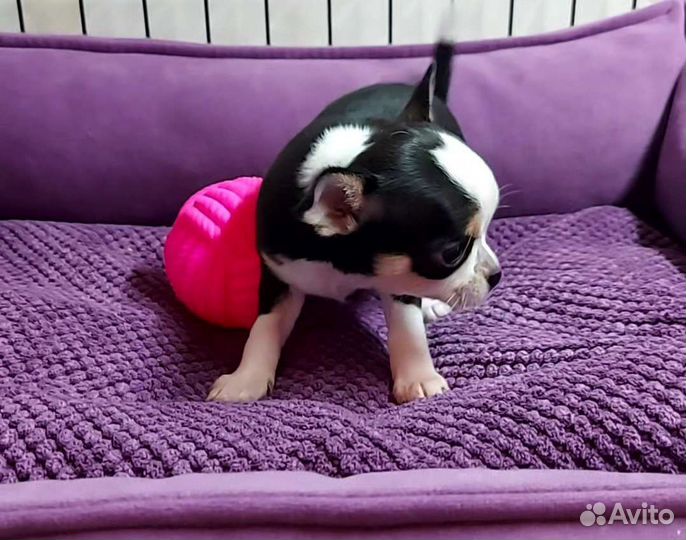 Щенок Чихуахуа девочка