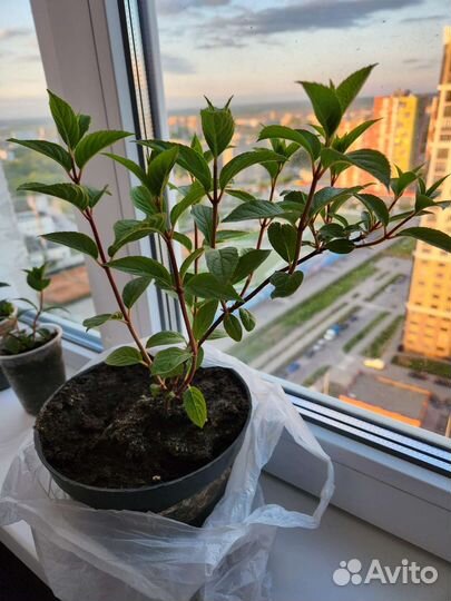 Гортензия самарская лидия