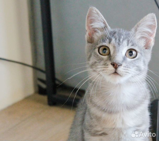 Котенок- девочка (2,5-3 мес) ищет дом