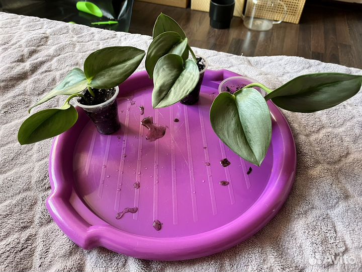 Сциндапсус мунлайт