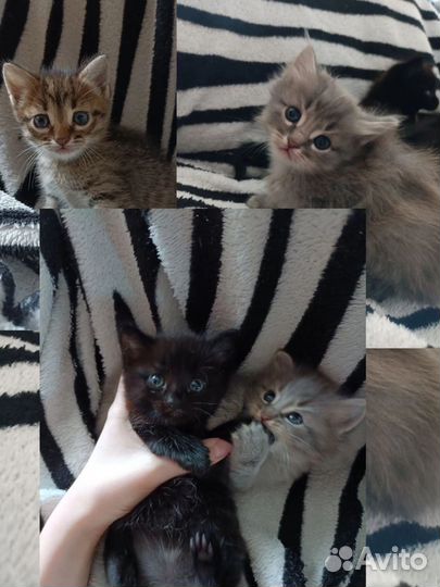 Котята