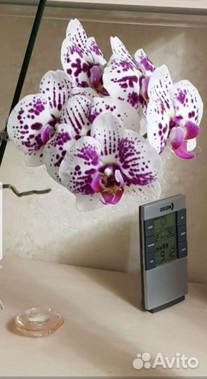 Орхидея бабочка