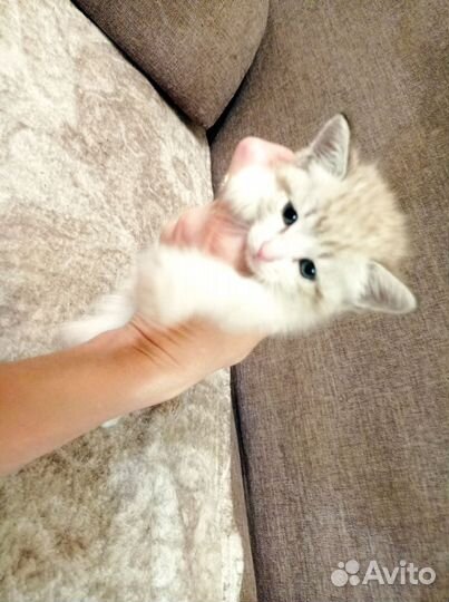 Кошка в дар бесплатно