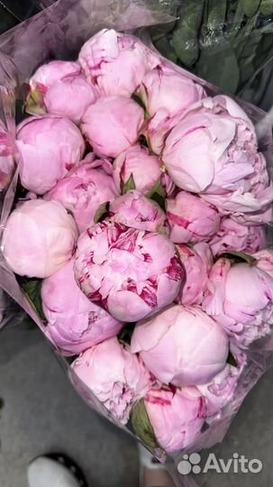 Пион, королевский подарок на любой случай