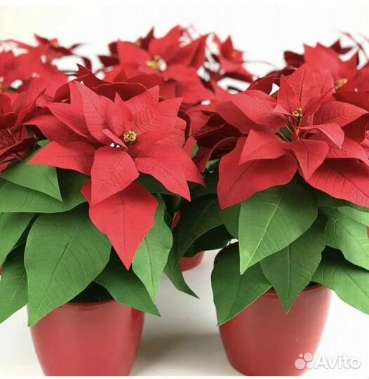 Пуансеттия. Рождественская звезда