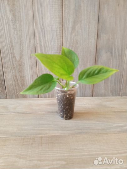 Циропегия, сциндапсус, филодендрон, хлорофитум