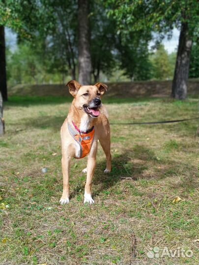 Айова собака