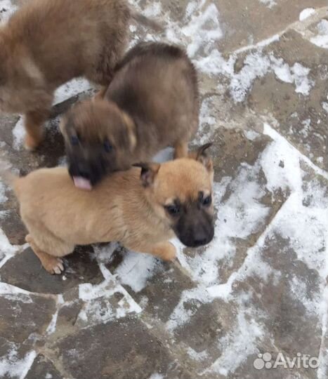 Щенки