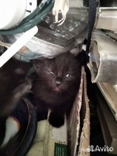 Котята в добрые руки