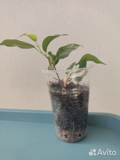 Фикус бенджамина Сафари