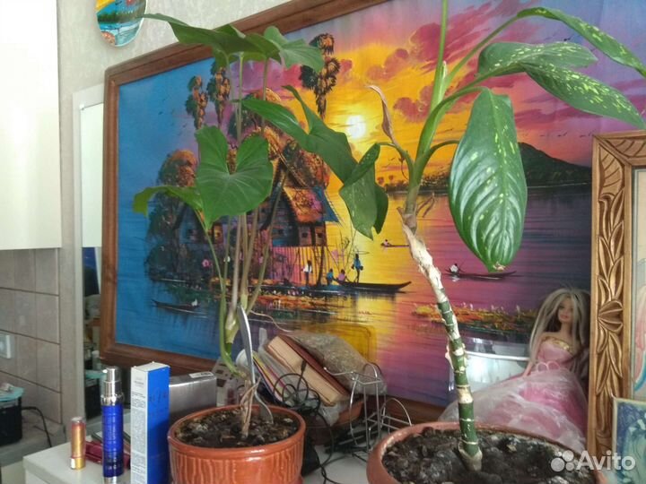 Цветок в подарочном горшке из керамики