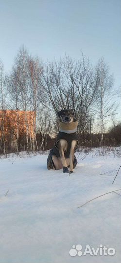 Зимняя куртка для собаки