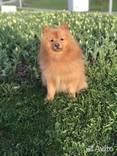 Немецкий шпиц вязка