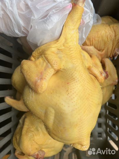Куры домашние