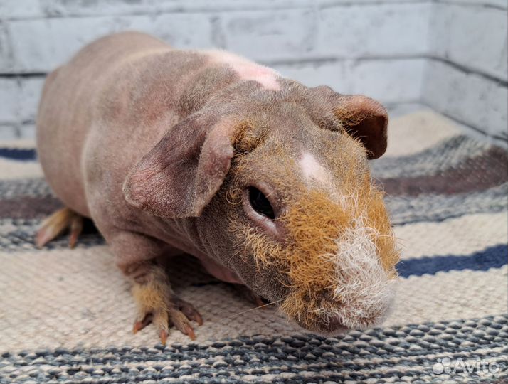 Морская свинка скинни