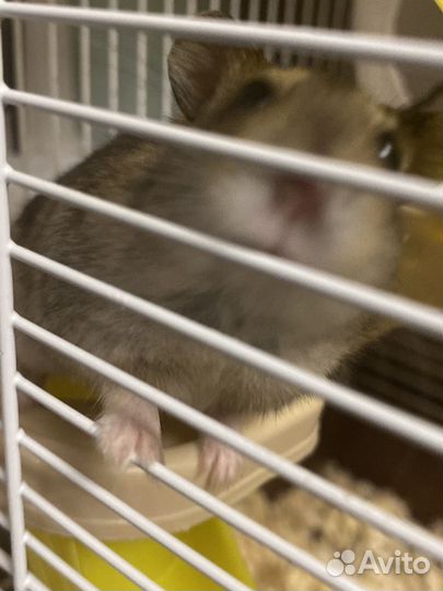 Джунгарский хомяк