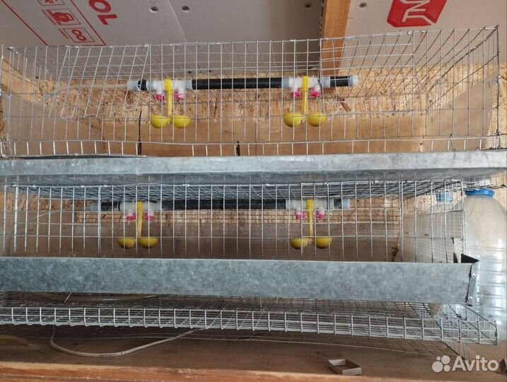 Клетки для перепелов бу