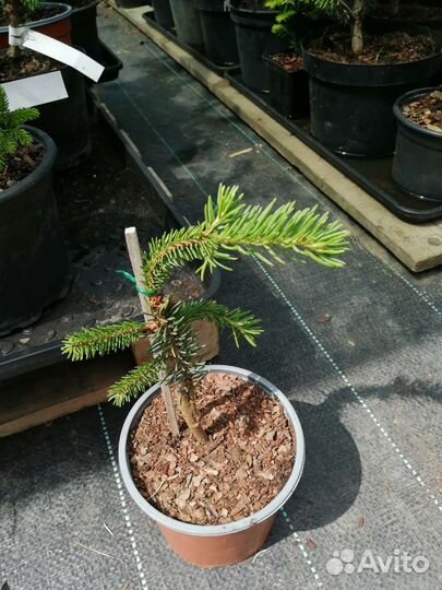 Ель Пуш, Акрокона, Ридал, Круента